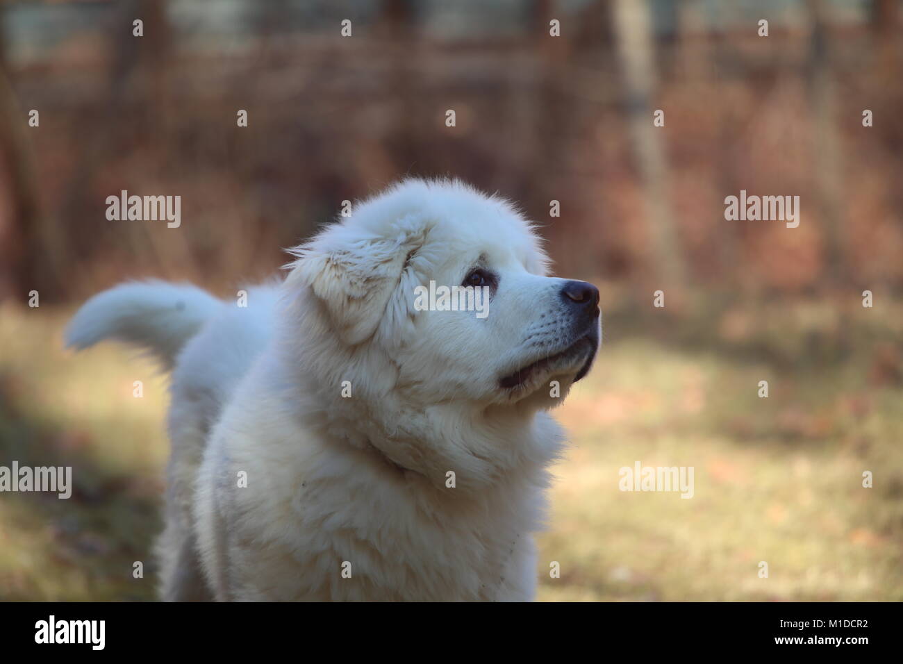 MILCHSTRASSE Stockfoto