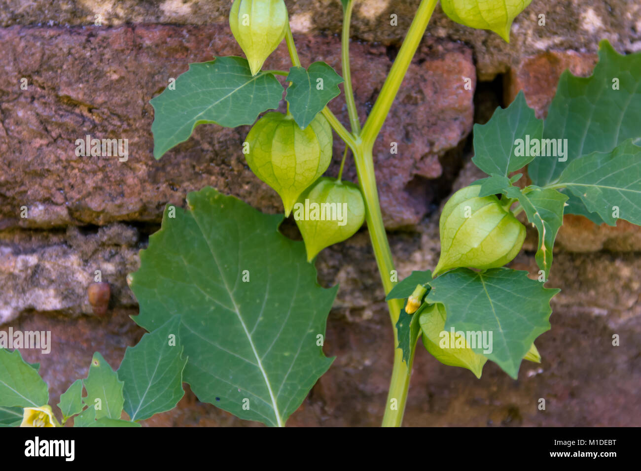 Cardiospermum halicacabum Anlage Chinesische Laterne Kriechgang mit Backsteinen Hintergrund Stockfoto