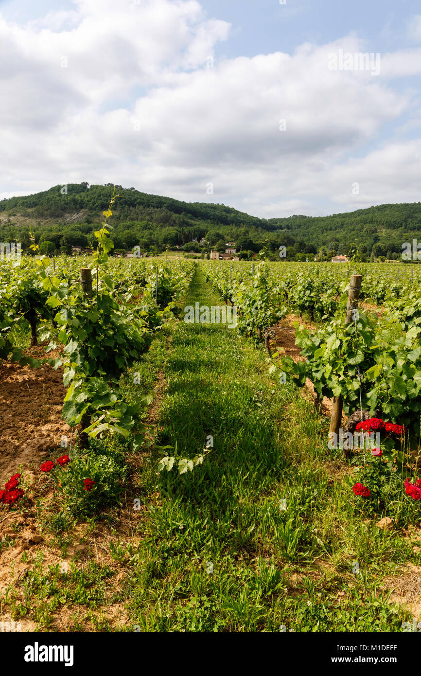 Leidenschaft Frankreich bietet kostenfreie Übernachtung auf einem Weingut im Tal des Lot. 3 Flaschen Wein weniger kosten als eine Nacht in einem Campingplatz! Stockfoto