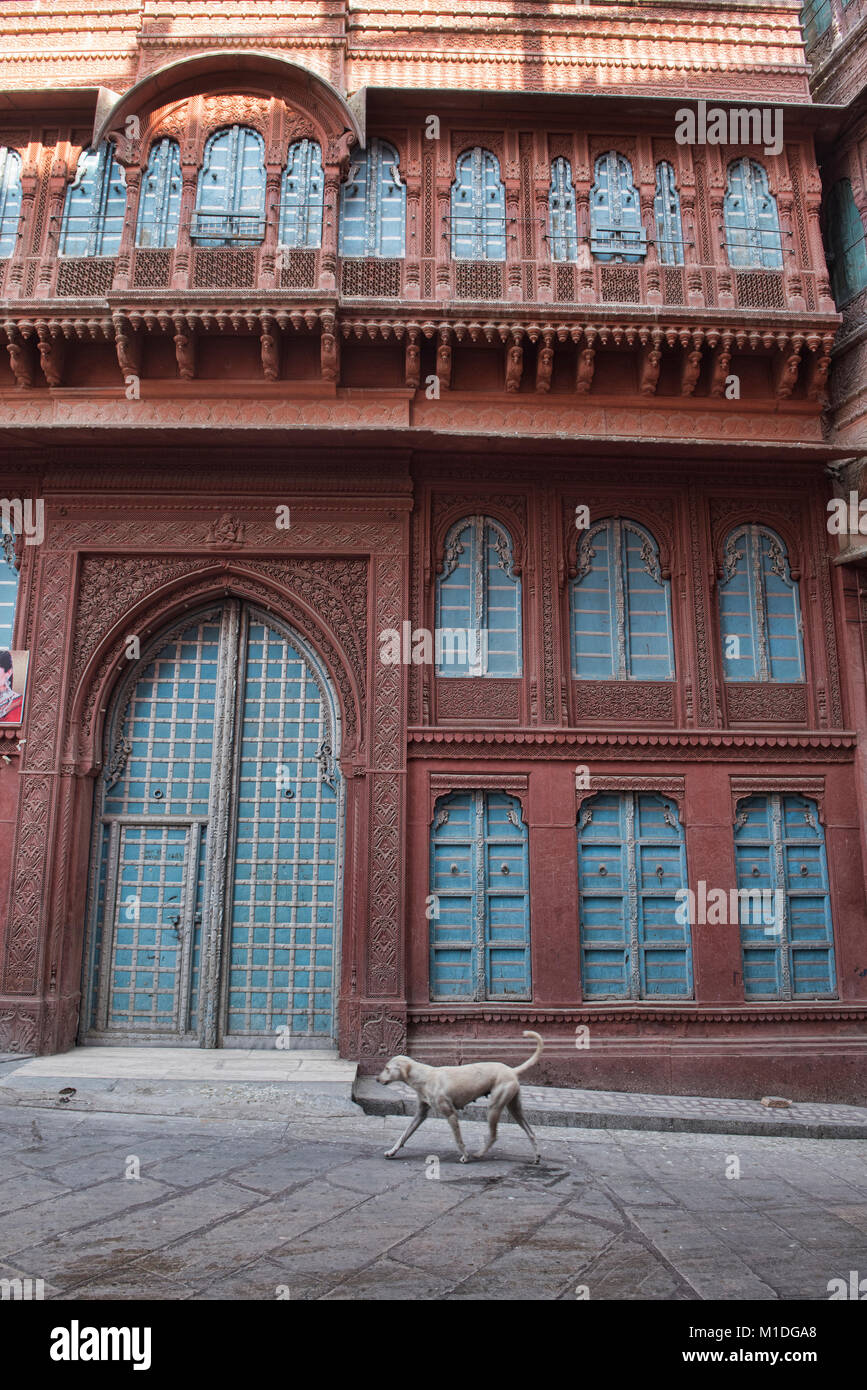 Hund vorbei vor der alten haveli Wohnungen, Bikaner, Rajasthan, Indien Stockfoto