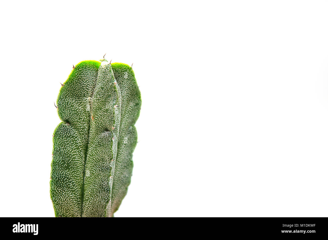 Kaktus auf weißem Hintergrund. Stockfoto