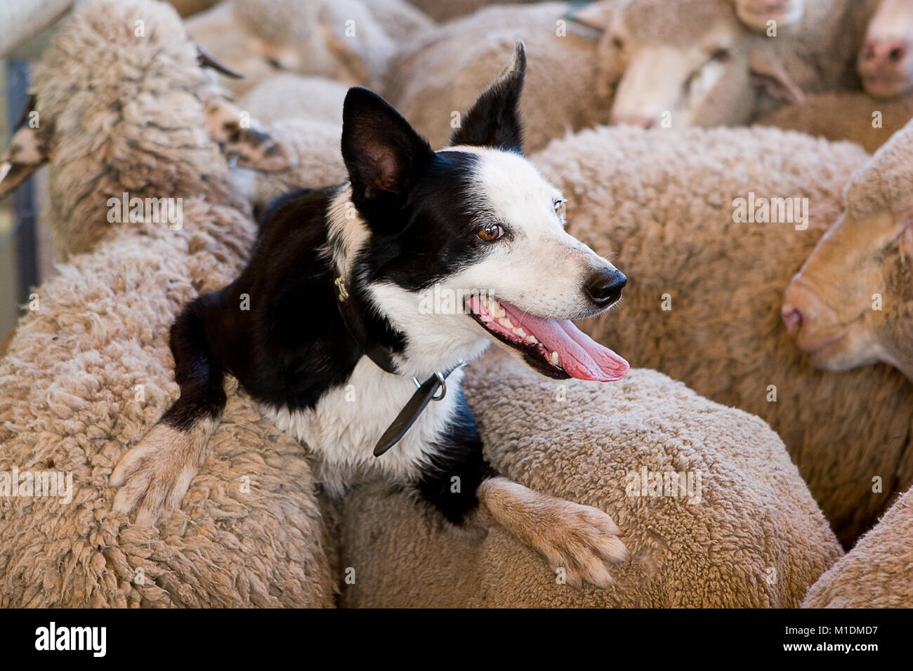 Reiten auf der Schafe - ein schwarzer und weißer Border Collie ruht auf dem Rücken von einer Herde von Merino-schafen nachdem Sie sie in die Schafe gehütet Stockfoto