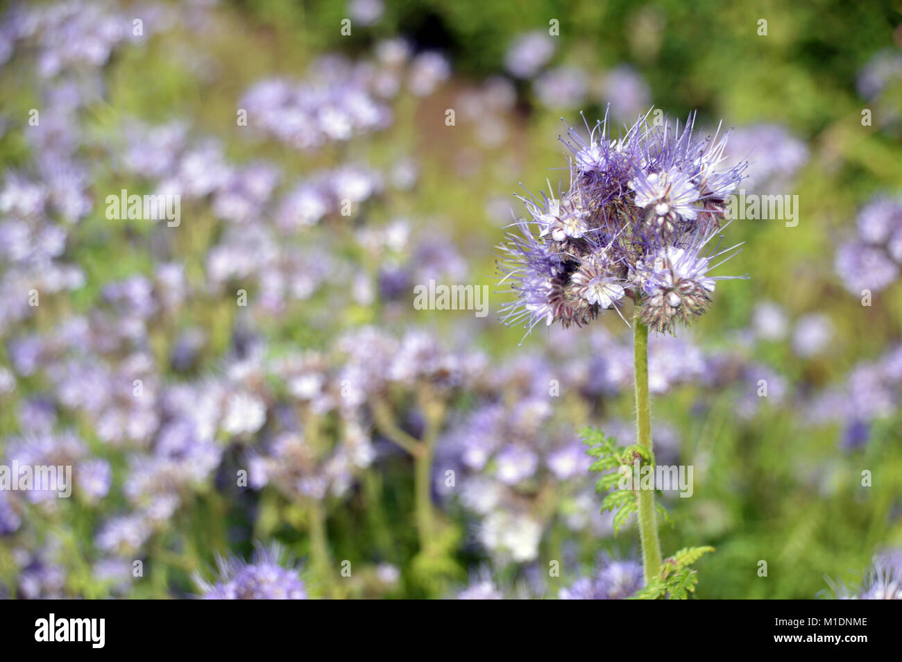 Gründüngung (Phacelia tanacetifolia) Blumen gewachsen in einem Feld zu, RHS Garden Harlow Carr, Harrogate, Yorkshire befruchten. UK. Stockfoto