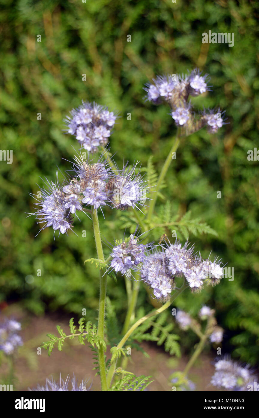 Gründüngung (Phacelia tanacetifolia) Blumen gewachsen in einem Feld zu, RHS Garden Harlow Carr, Harrogate, Yorkshire befruchten. UK. Stockfoto