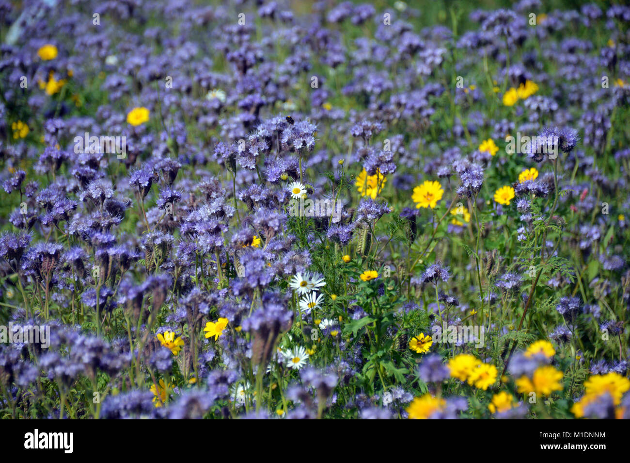 Gründüngung (Phacelia tanacetifolia) Blumen gewachsen in einem Feld zu, RHS Garden Harlow Carr, Harrogate, Yorkshire befruchten. UK. Stockfoto