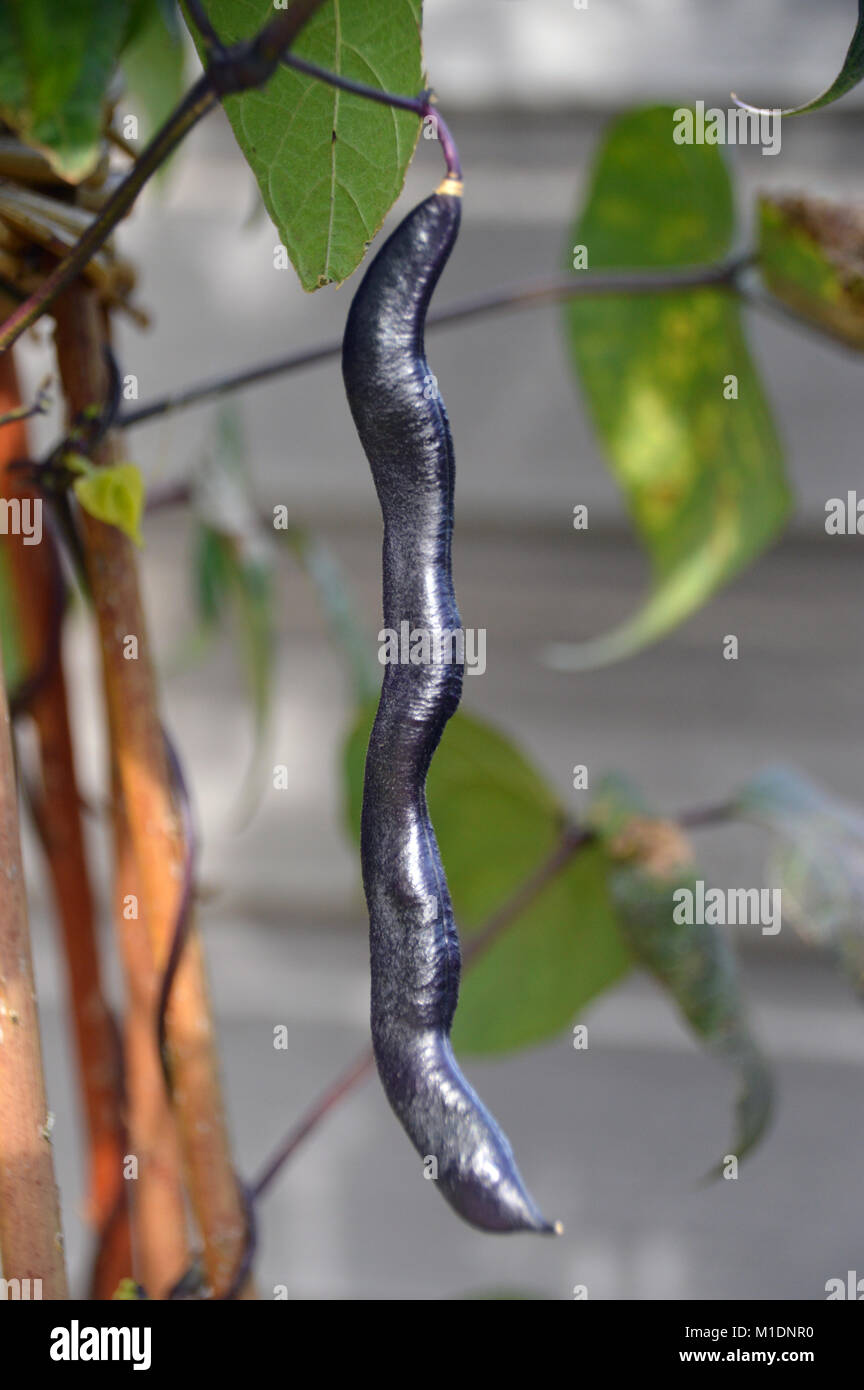 Eine einzelne Klettern Gartenbohne (Violett) Wachsende Podded im Gemüsegarten, an RHS Garden Harlow Carr, Harrogate, Yorkshire. UK. Stockfoto