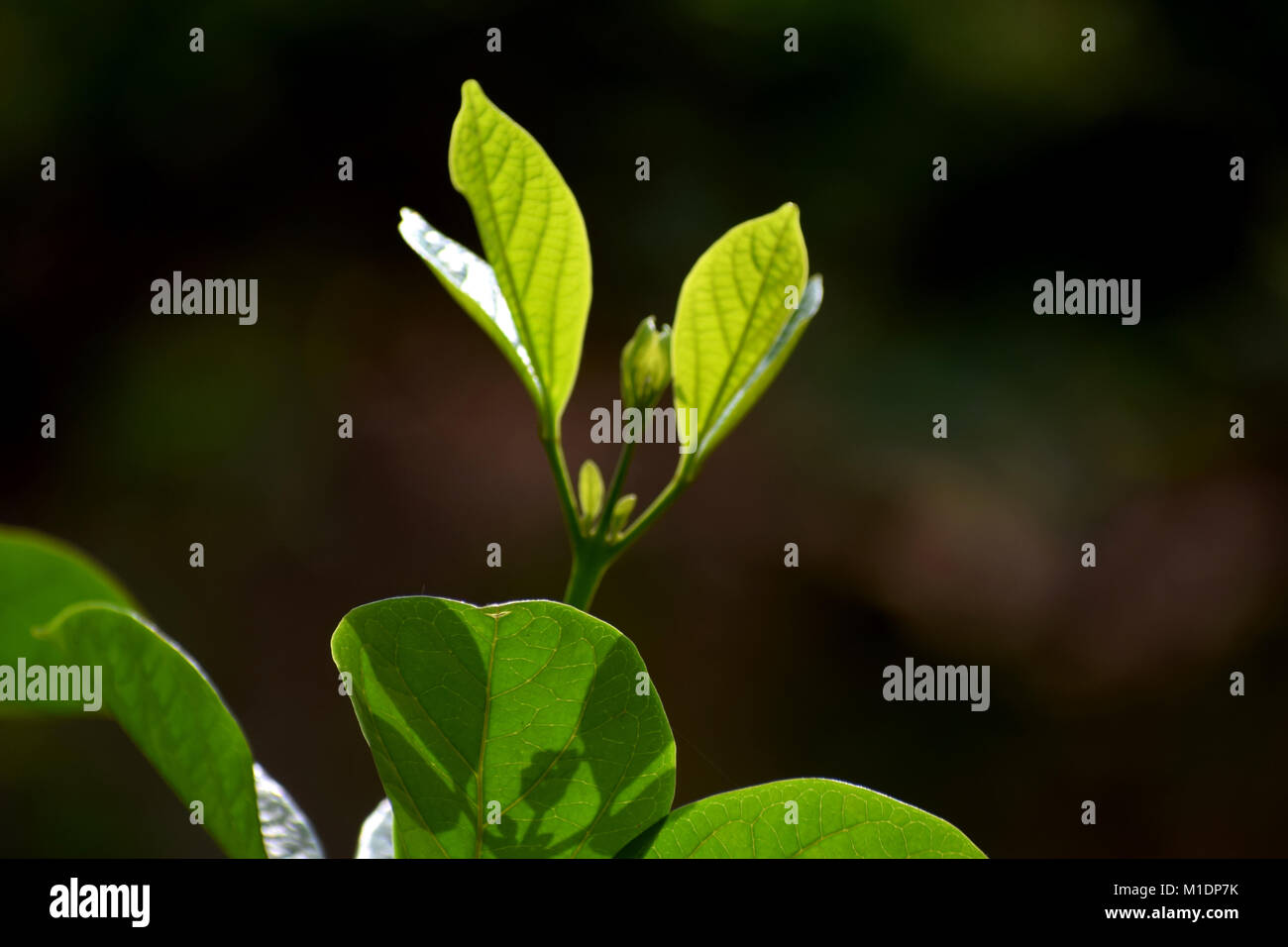 Der Natur Foto Stockfoto