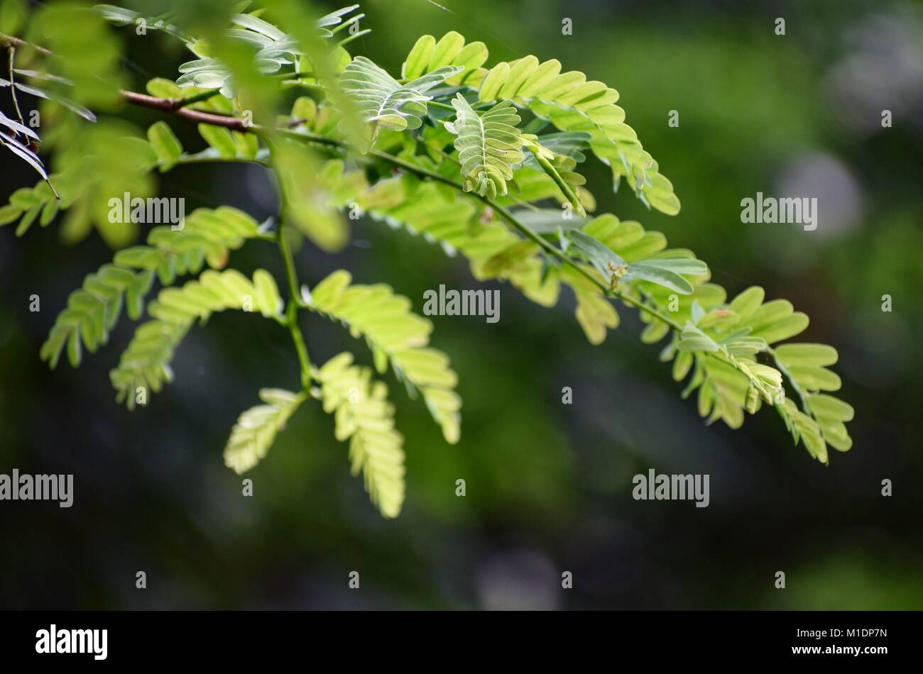 Der Natur Foto Stockfoto