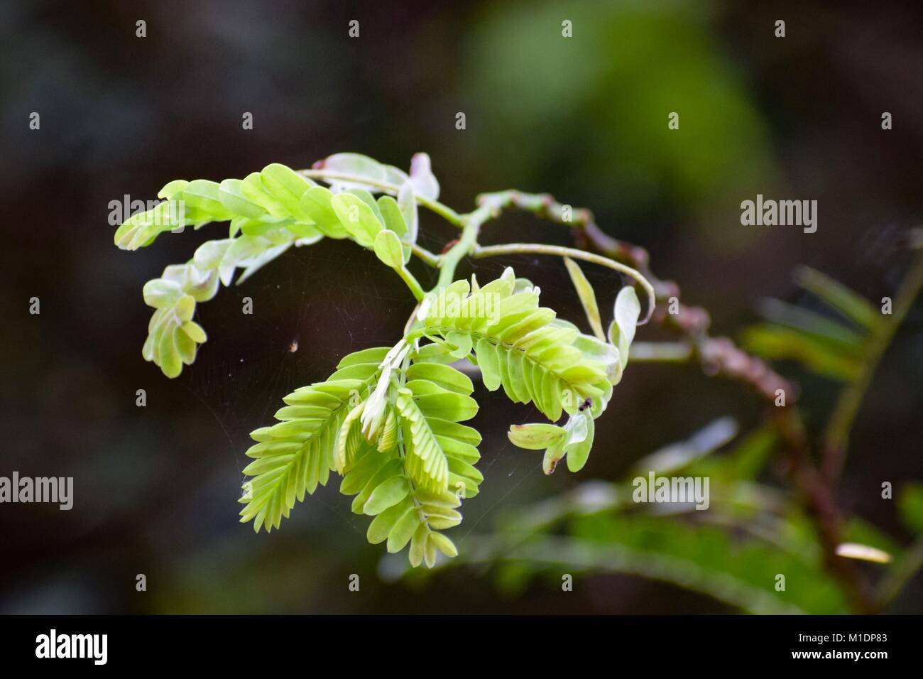 Der Natur Foto Stockfoto