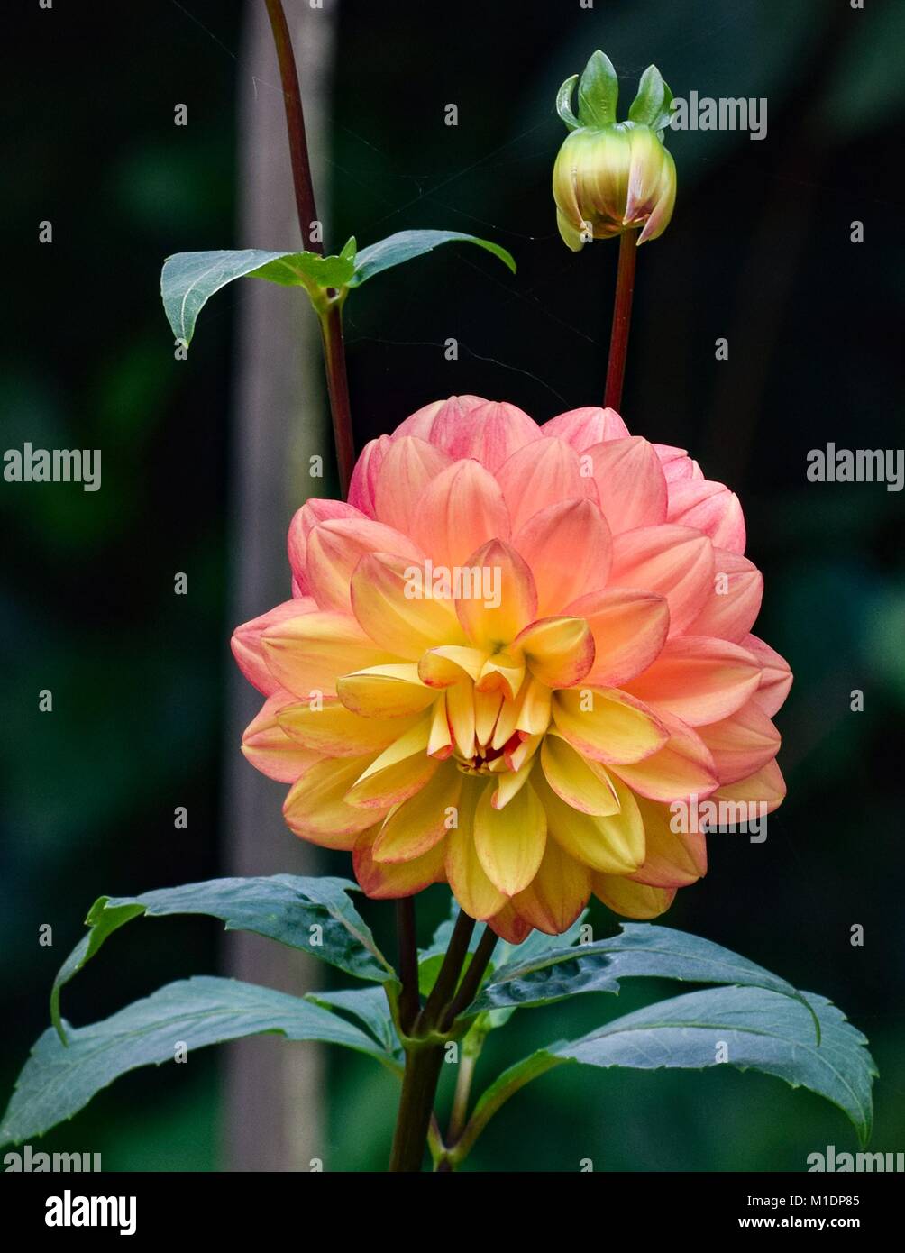 Der Natur Foto Stockfoto