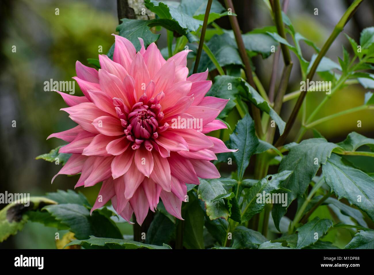 Rosa Dahlia Stockfoto