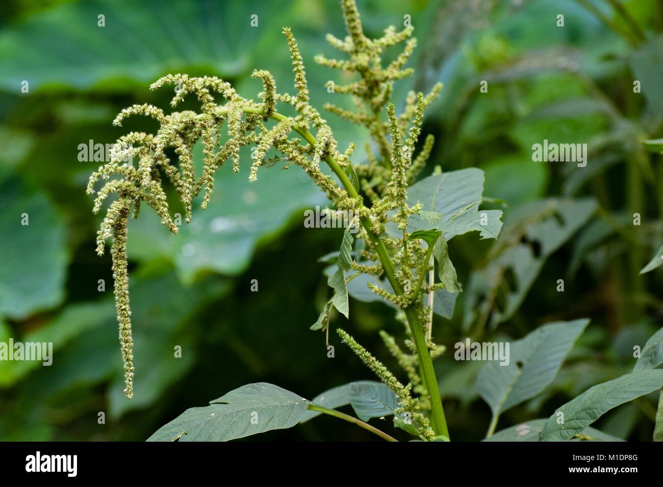 Der Natur Foto Stockfoto
