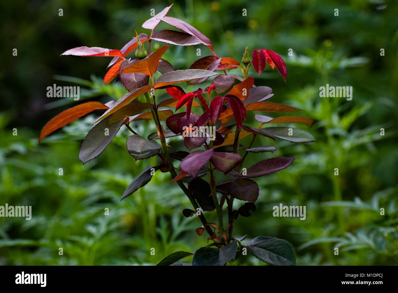 Der Natur Foto Stockfoto