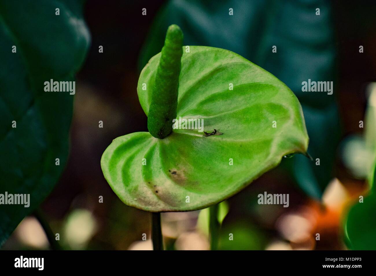 Der Natur Foto Stockfoto