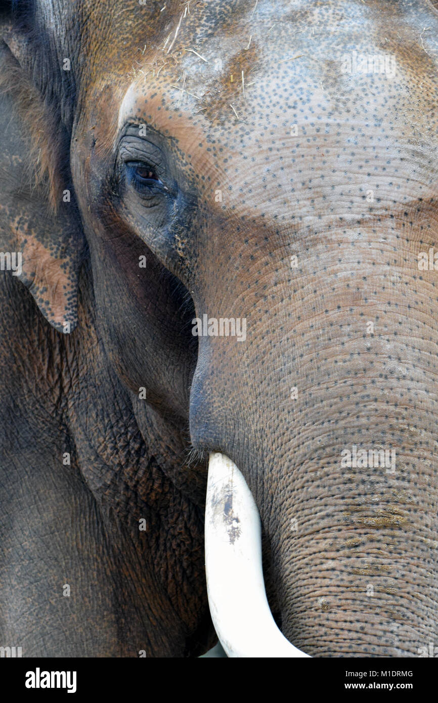 Asiatischer Elefant (Elephas maximus) auf Kamera schaut. Vertikale Nahaufnahme Bild. Stockfoto