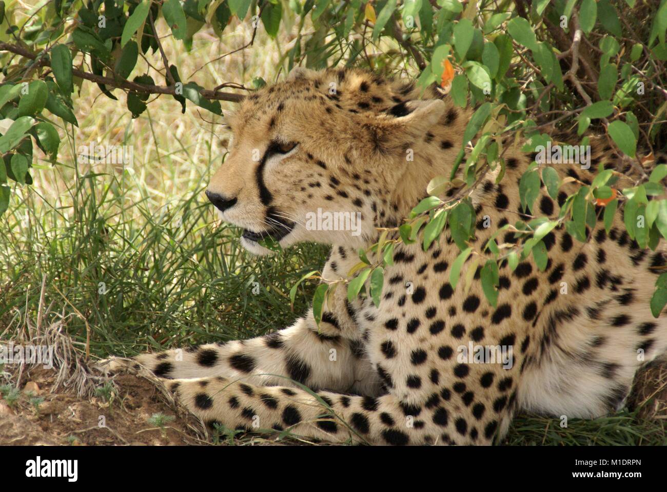 Safari in Kenia - Leopard Acinonyx jubatus Liegen im Schatten unter Bush Stockfoto