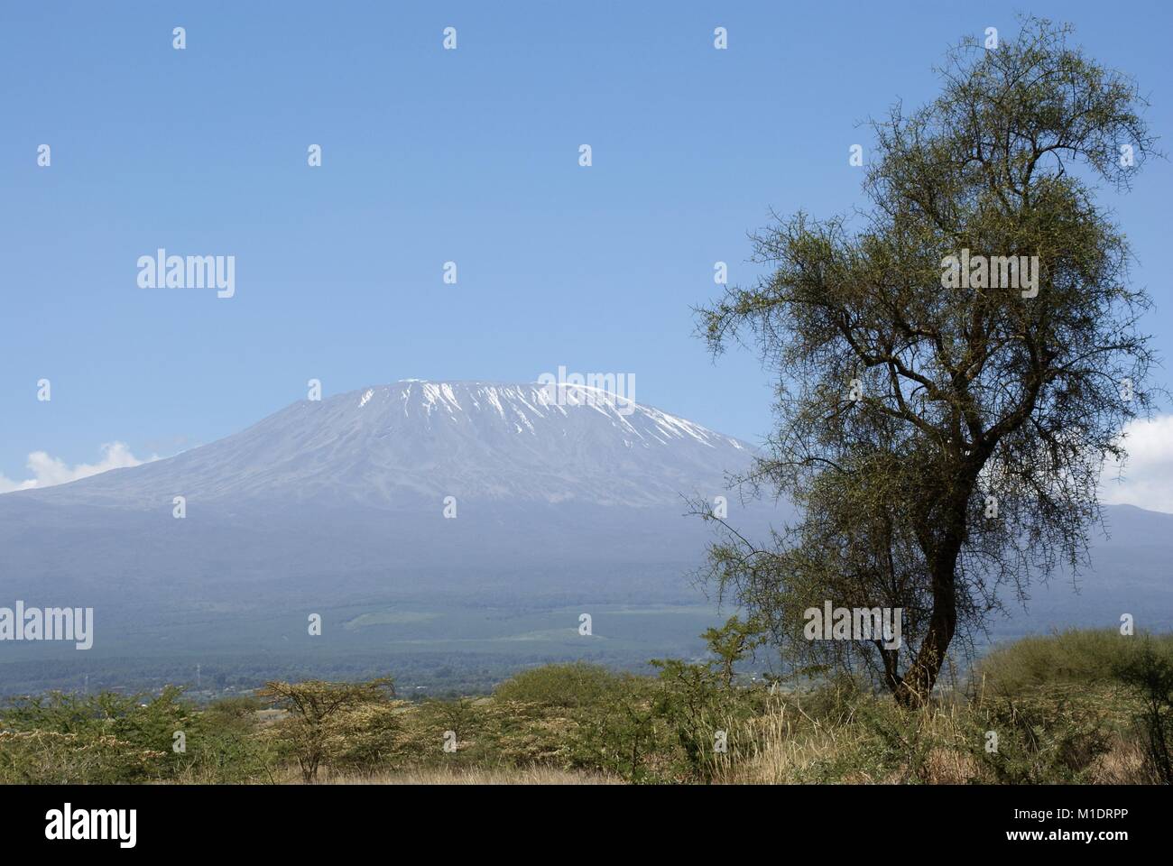 Safari in Kenya - Kilimanjaro - kilimandscharo Stockfoto
