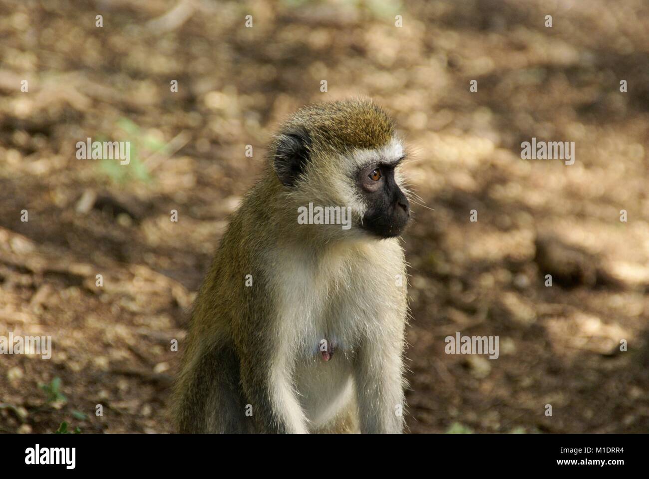 Safari in Kenia - Affe - ape Stockfoto