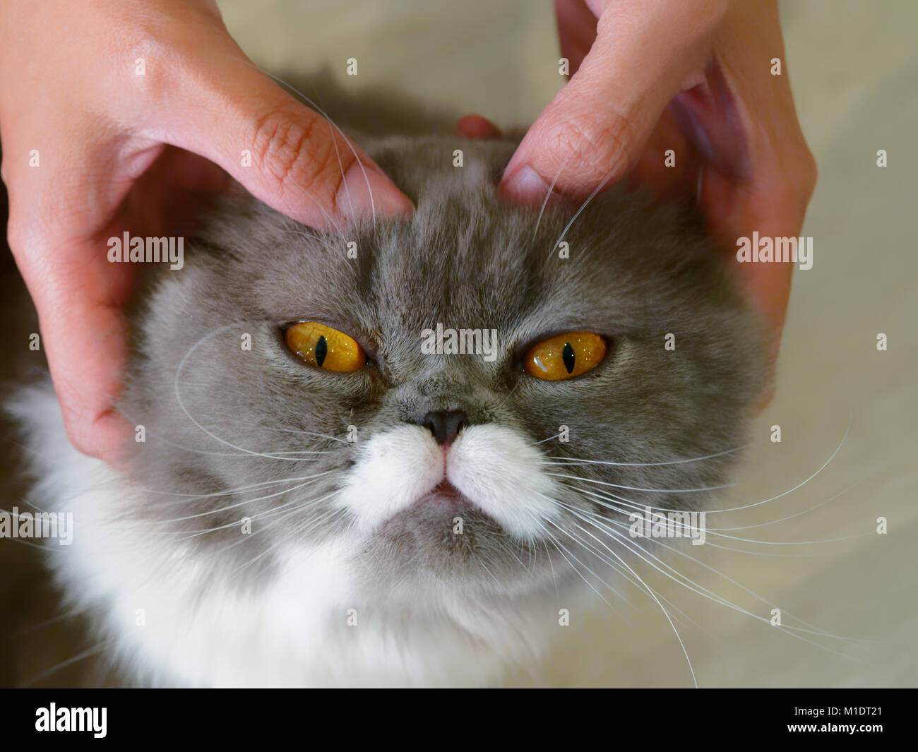 Frau Hände pet und Massage auf dem Kopf von grauen und weißen adorable Cat über Holz- Hintergrund Stockfoto