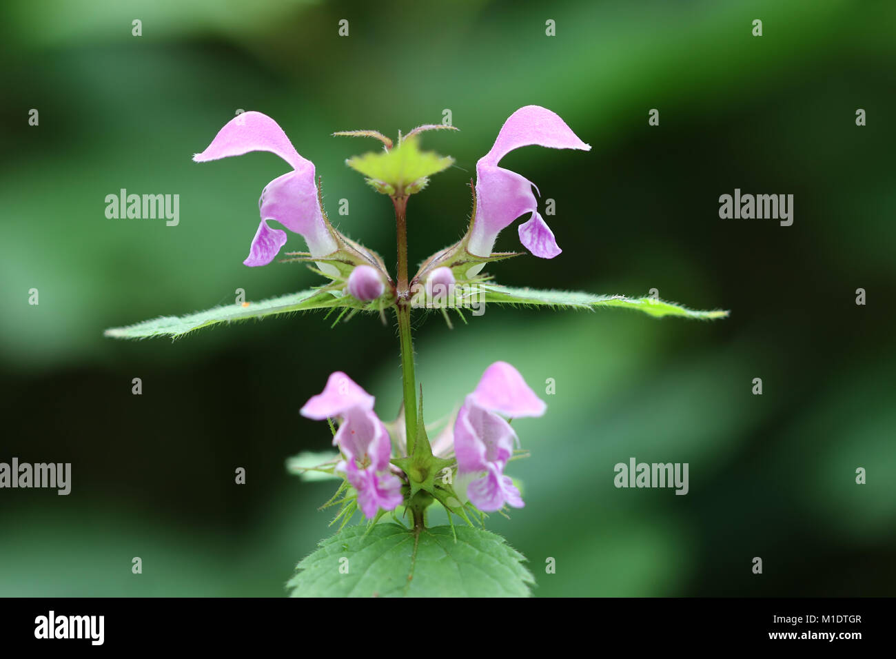 Blühende blind Brennnessel - heilpflanze Stockfoto