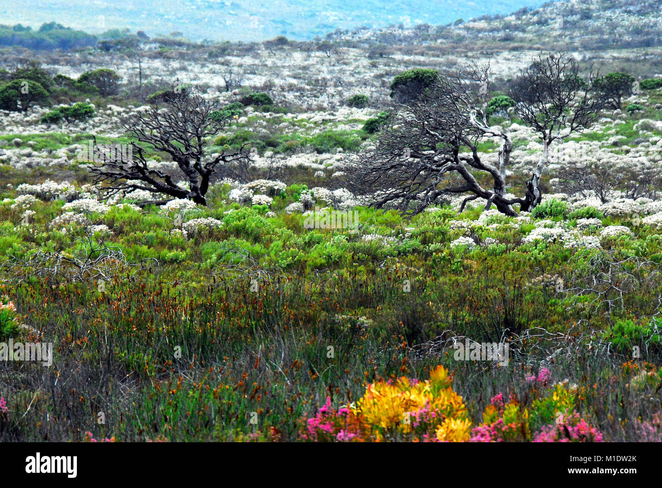 Eine herrliche Landschaft mit bunten wildflowers und kahlen Bäumen in der Wildnis von Südafrika Stockfoto