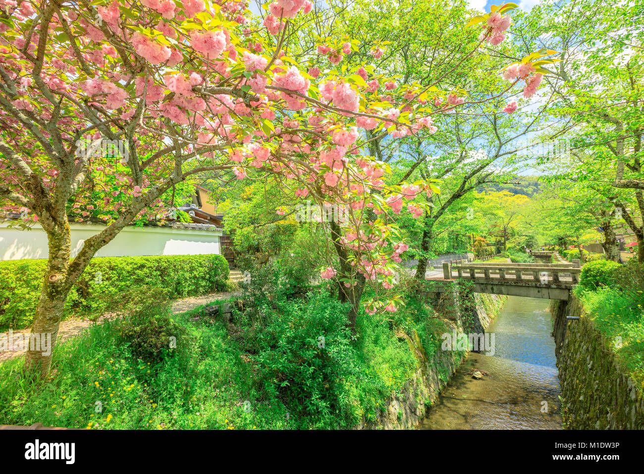 Philosoph's Walk Cherry Blossom Stockfoto