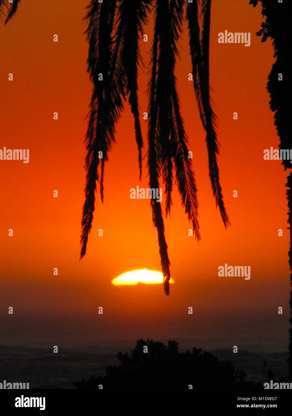 Palm Tree Sonnenuntergang, Camps Bay, Cape Town, Western Cape, Südafrika Stockfoto