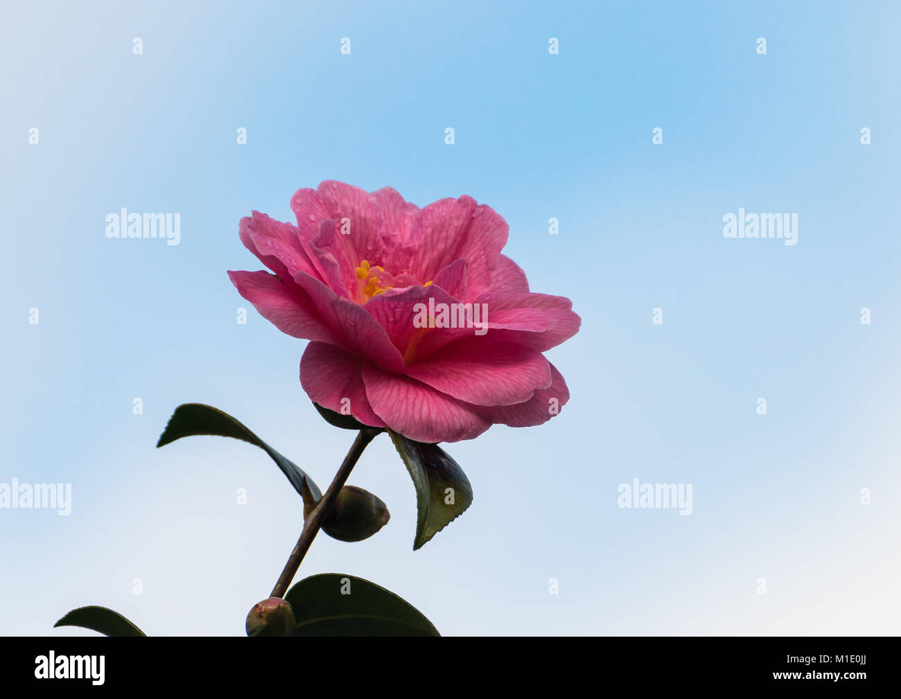 Ein Schuss von einem rosa Camellia bush Blüte vor einem blauen Himmel. Stockfoto