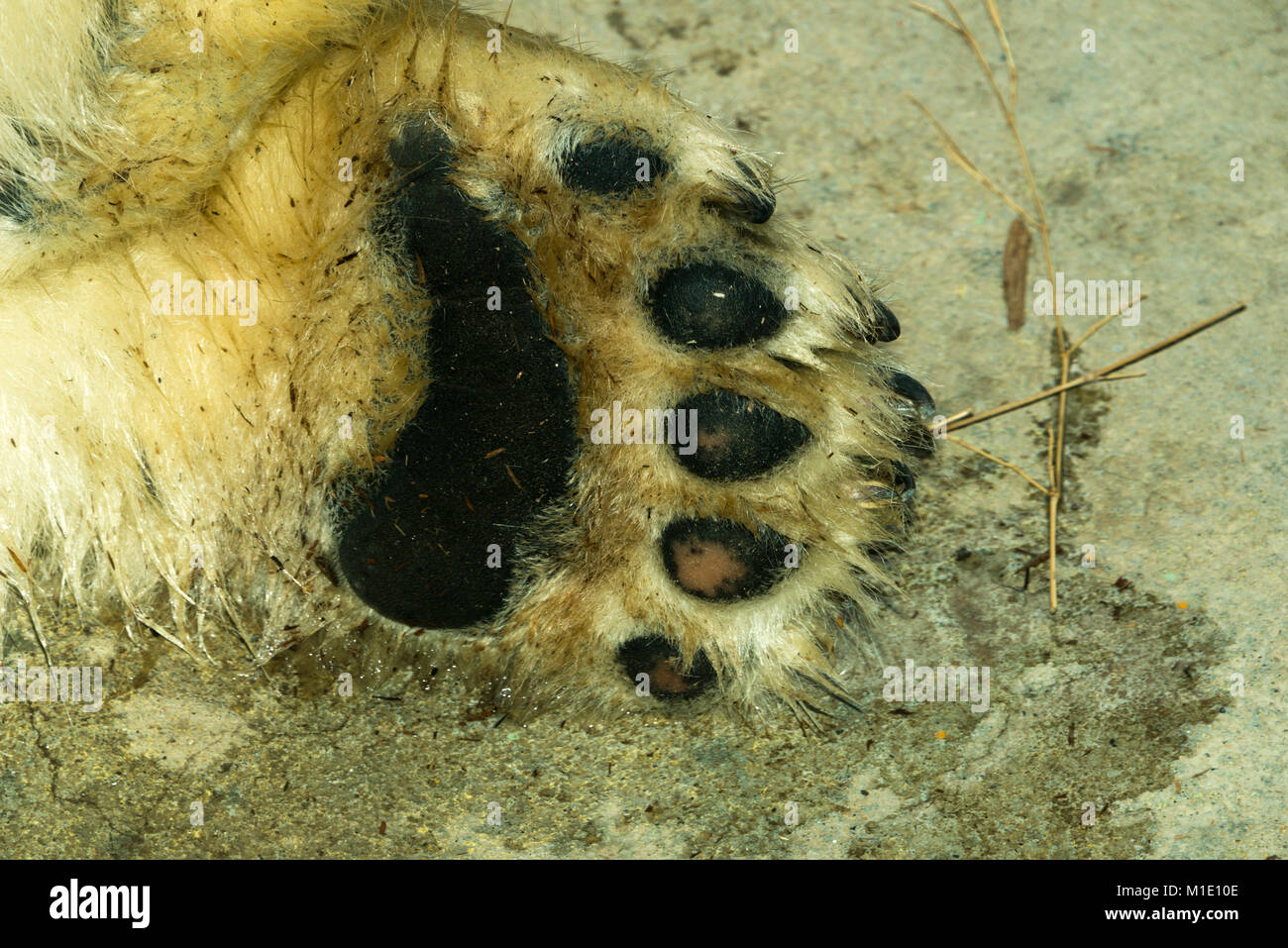 Eisbär (Ursus maritimus) Paw Stockfoto