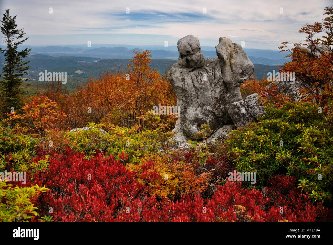 Dolly Sods Heide in leuchtend roter Herbstfarbe West Virginia Stockfoto