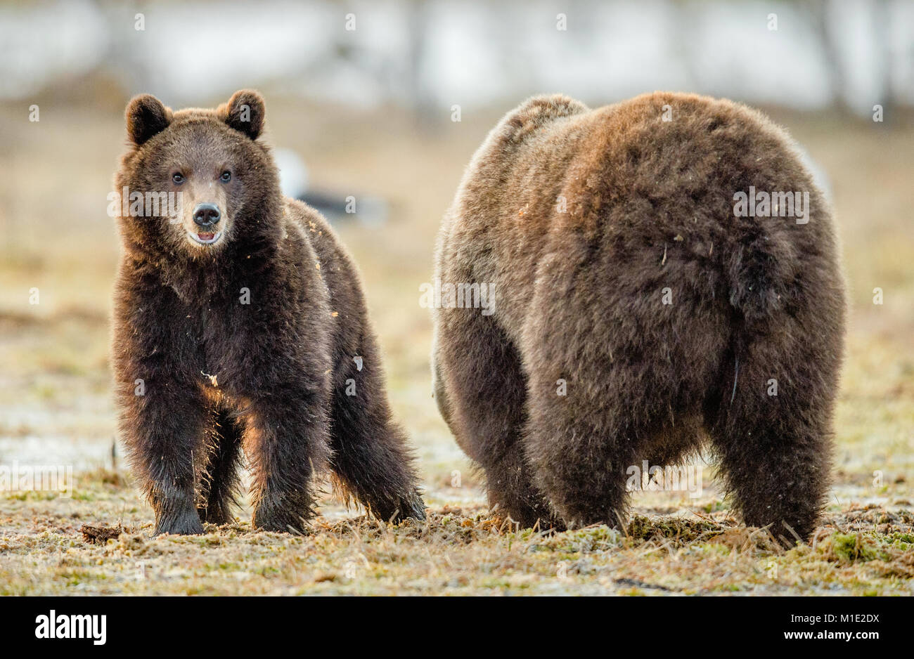 Braunbär (Ursus arctos). Bärin und Bär-Cub auf einem Moor. Frühjahr Wald. Stockfoto