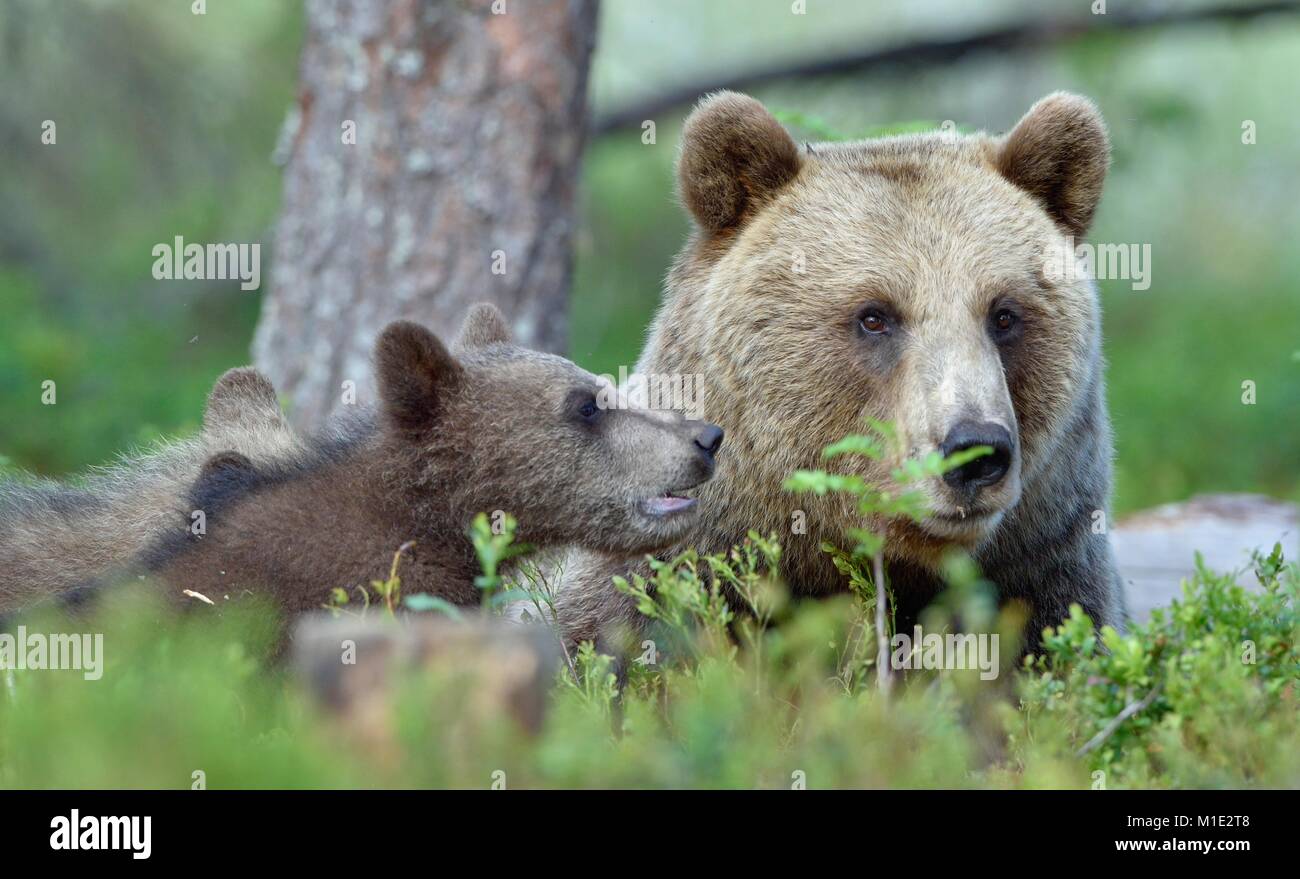Bärenjunge und Mutter - Der Bär im Sommer Wald. Bear Family von Braunbär (Ursus arctos). Stockfoto