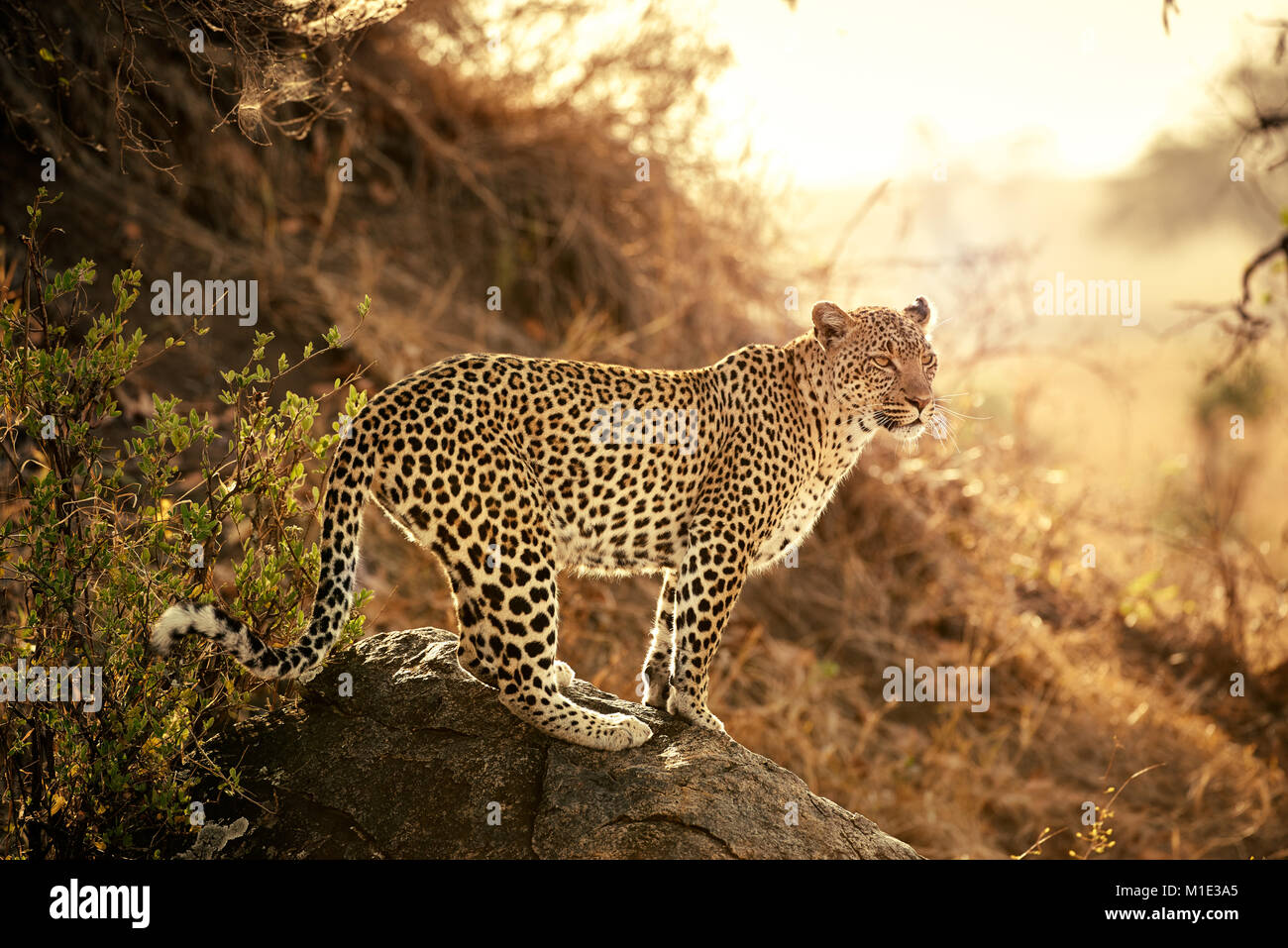 Stalking Leopard im Sonnenuntergang, Panthera Pardus, in der Serengeti Nationalpark, UNESCO-Weltkulturerbe, Tansania, Afrika Stockfoto