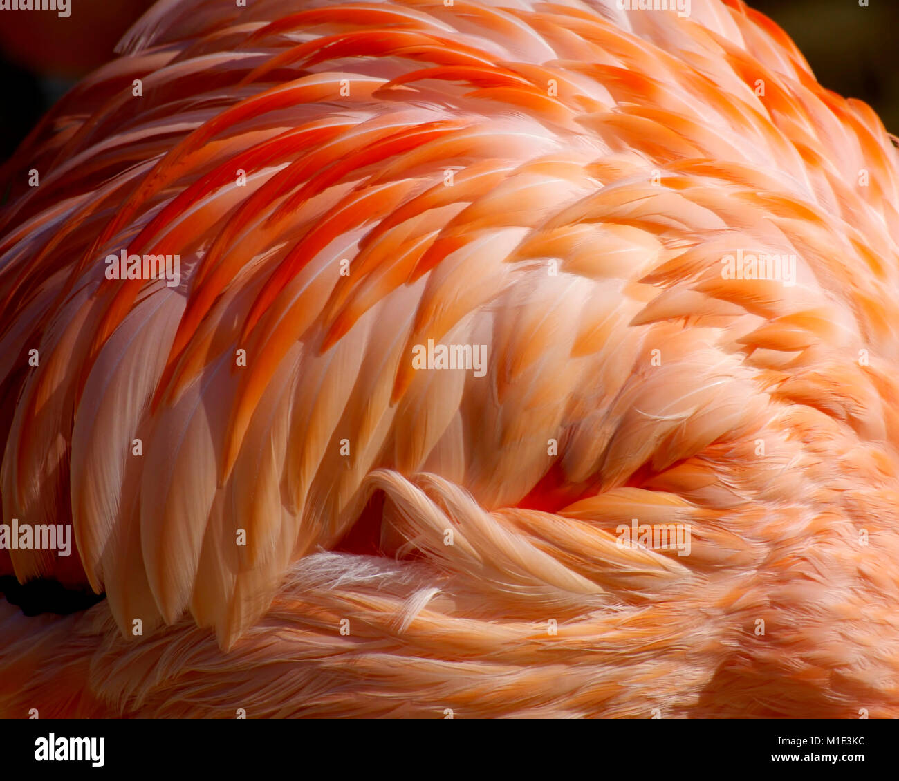 Nahaufnahme von Flamingo Federn Stockfoto