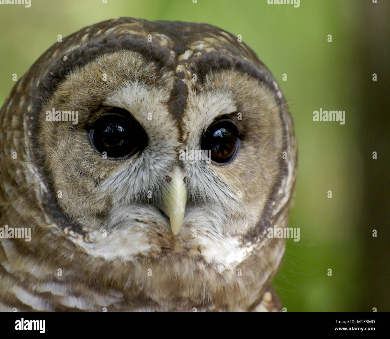 Gesperrt Eule Gesicht Stockfoto