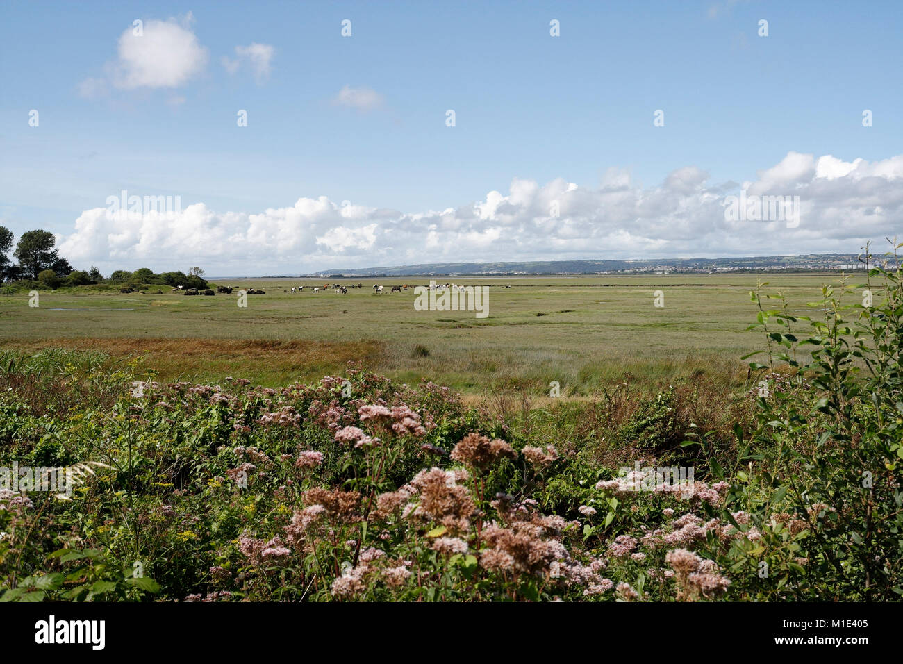 Malerische britische Landschaft von der Gower Peninsula Wales UK Walisisch Küste Salzwiesen Küste Küste Biodiversität Landschaft Stockfoto