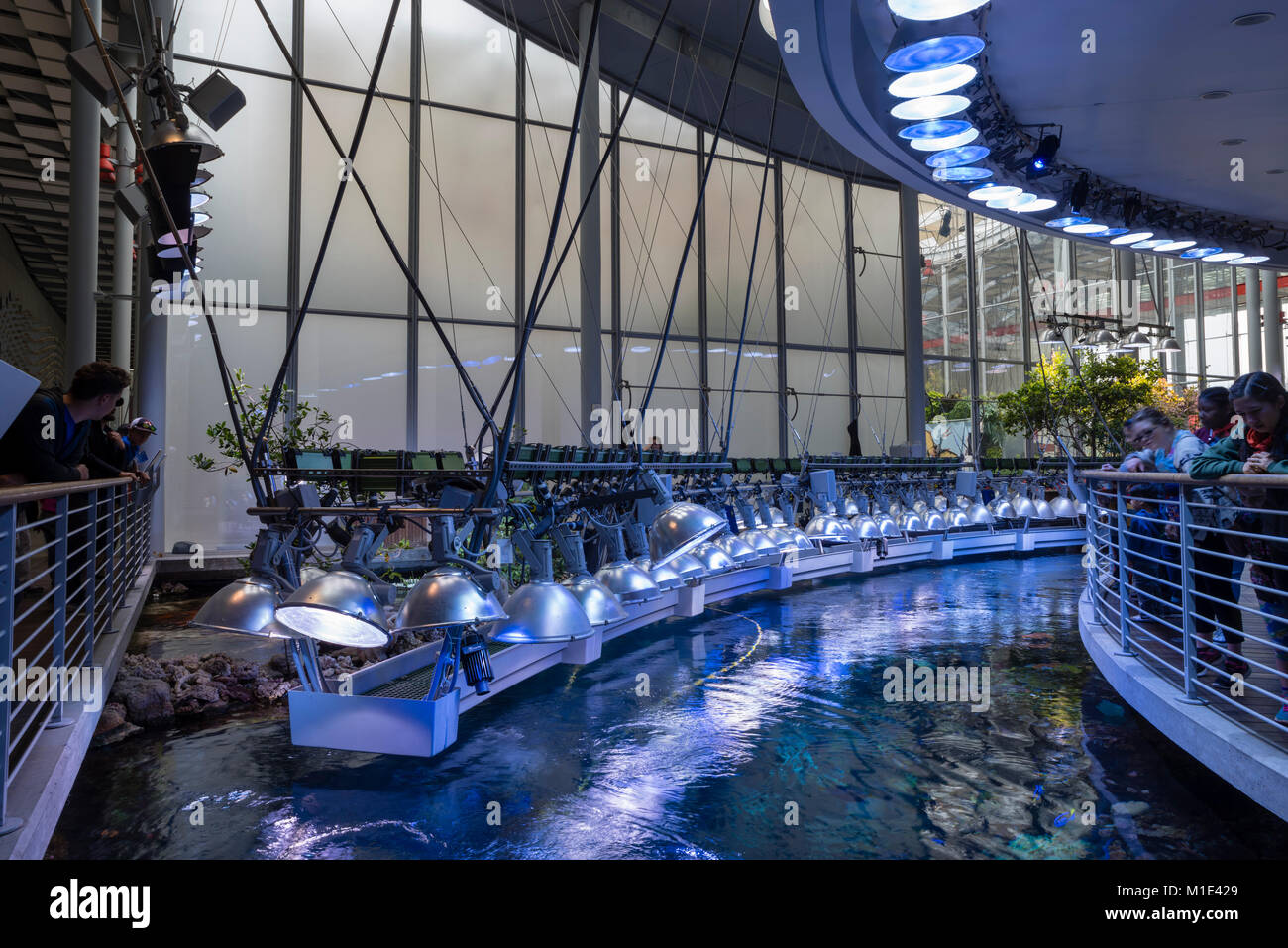 Innenansicht der Kalifornische Akademie der Wissenschaften Museum, Golden Gate Park, San Francisco, Kalifornien, USA. Stockfoto