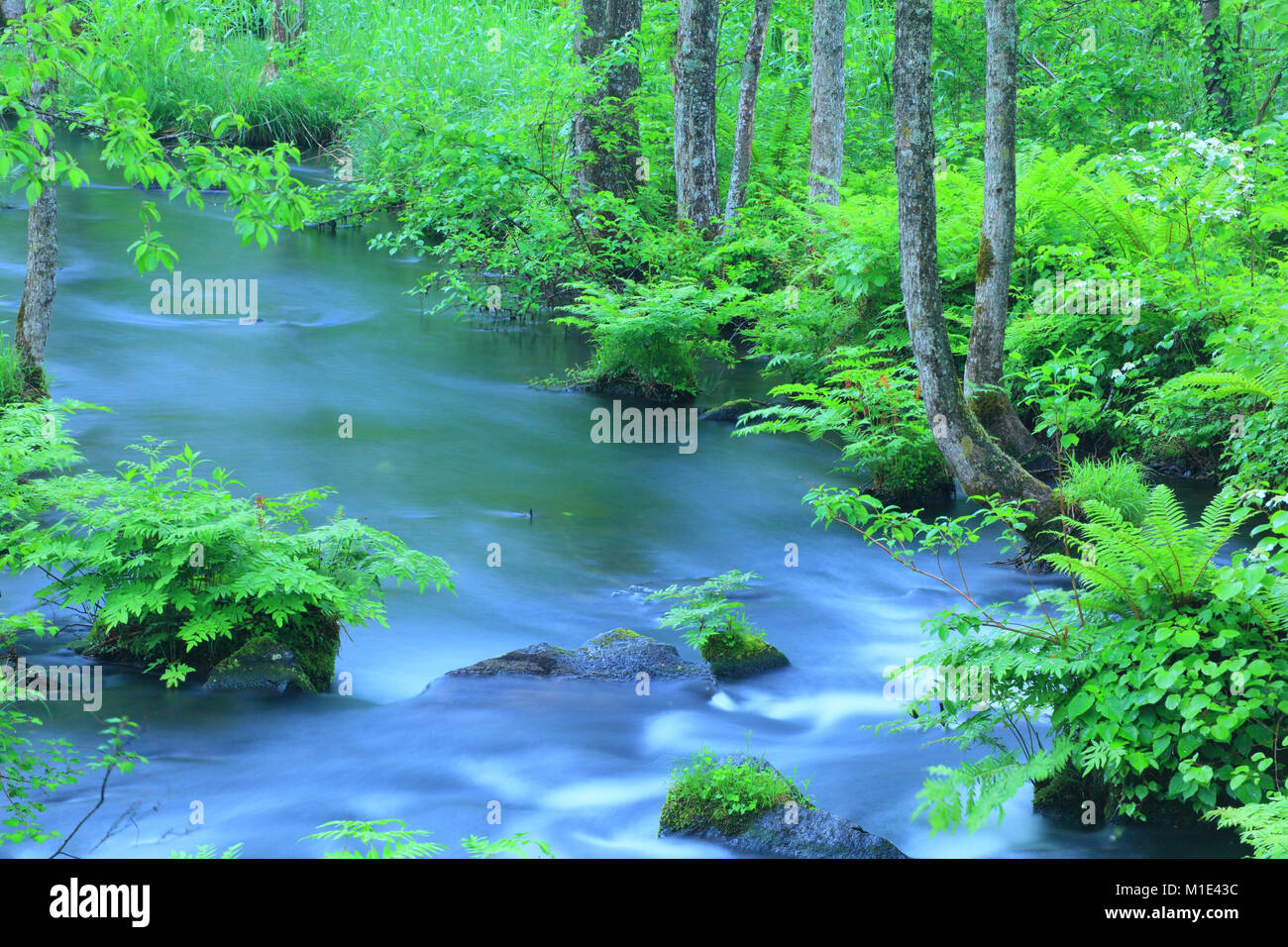 Wasser Bach im Wald, Präfektur Fukushima, Japan Stockfoto