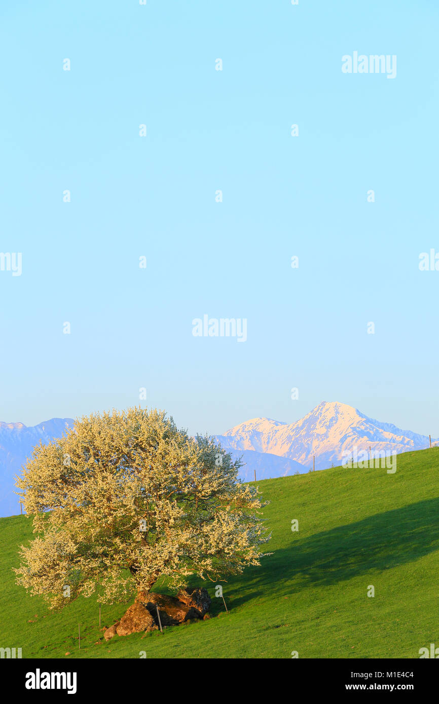 Yatsugatake Ranch, Yamanashi Präfektur, Japan Stockfoto