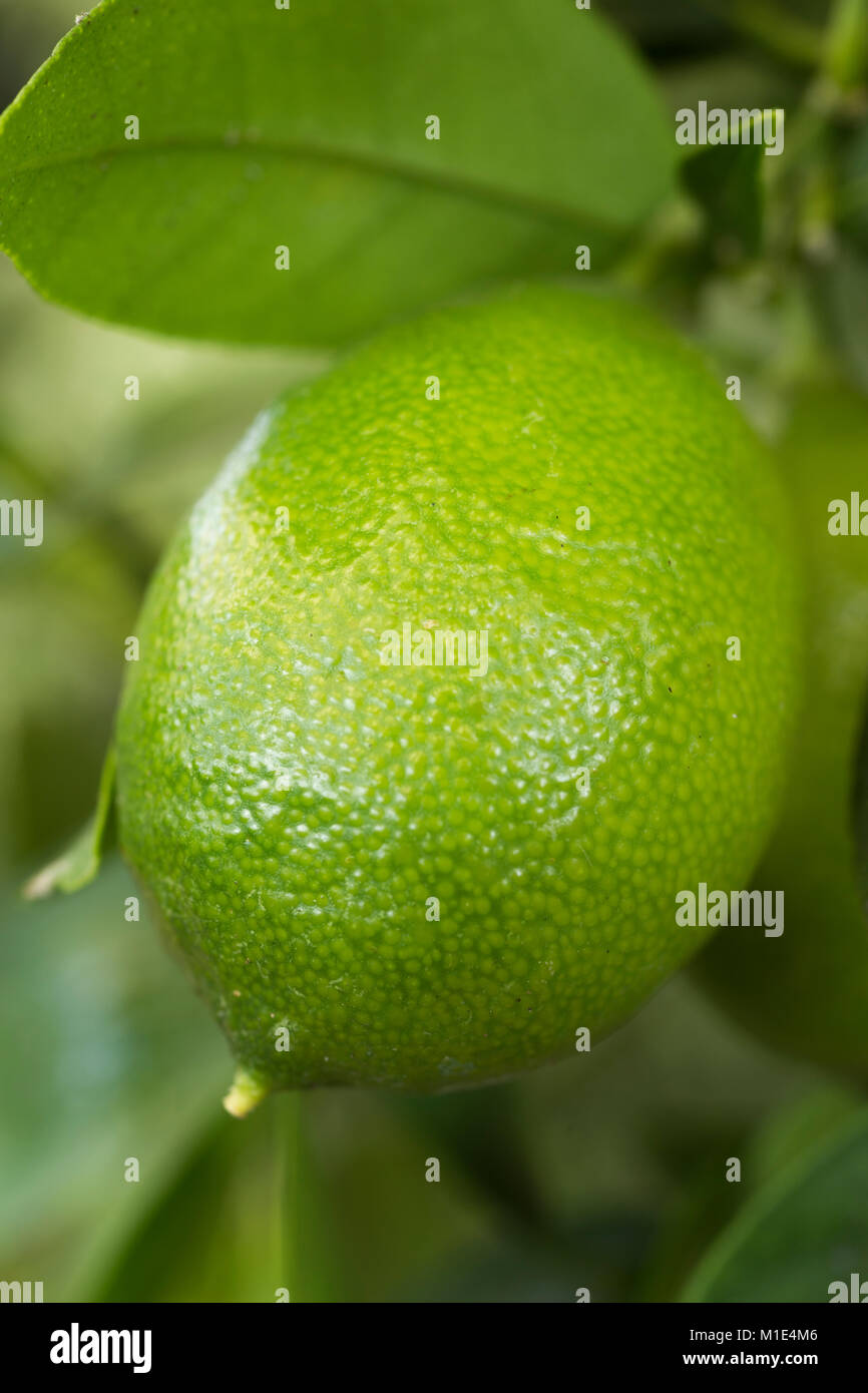 Citrus aurantifolia x Fortunella 'Limequat' Stockfoto