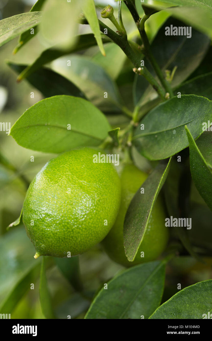 Citrus aurantifolia x Fortunella 'Limequat' Stockfoto