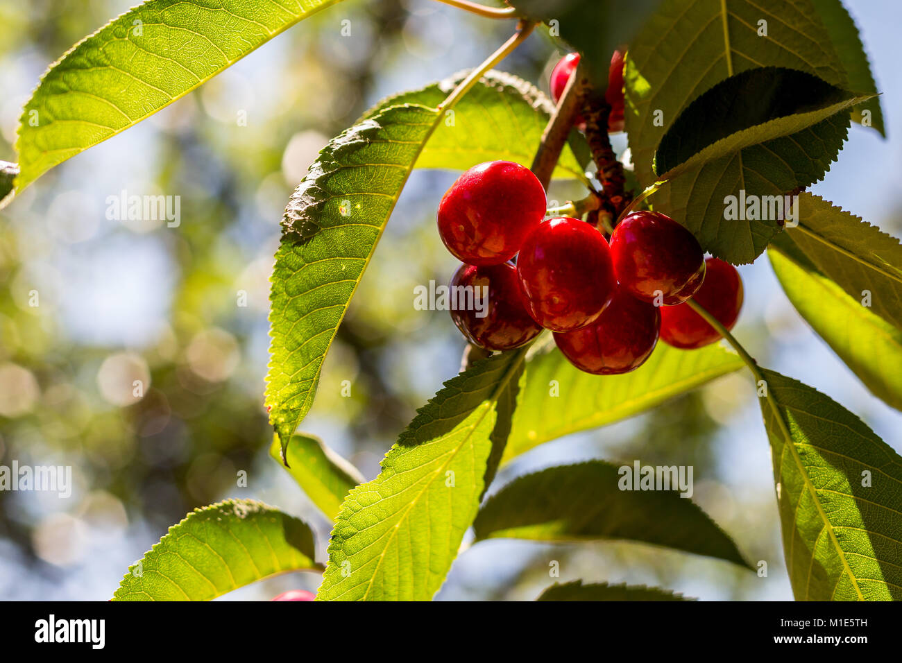 Kirschen auf einem Baum in einem Obstgarten im hellen Sonnenlicht Stockfoto