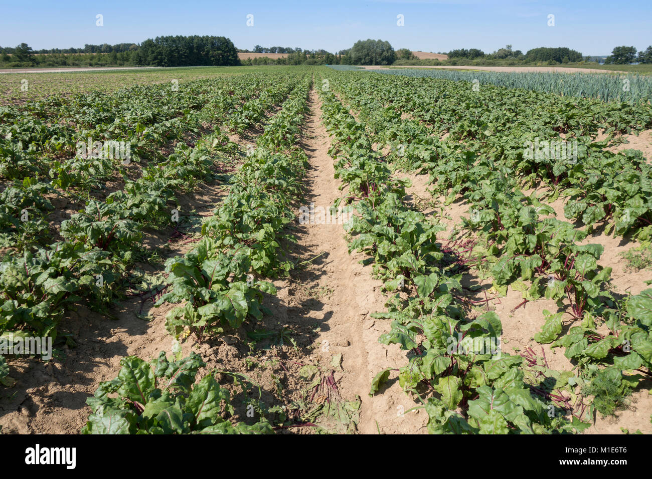 Rote Bete auf ein Feld Stockfoto