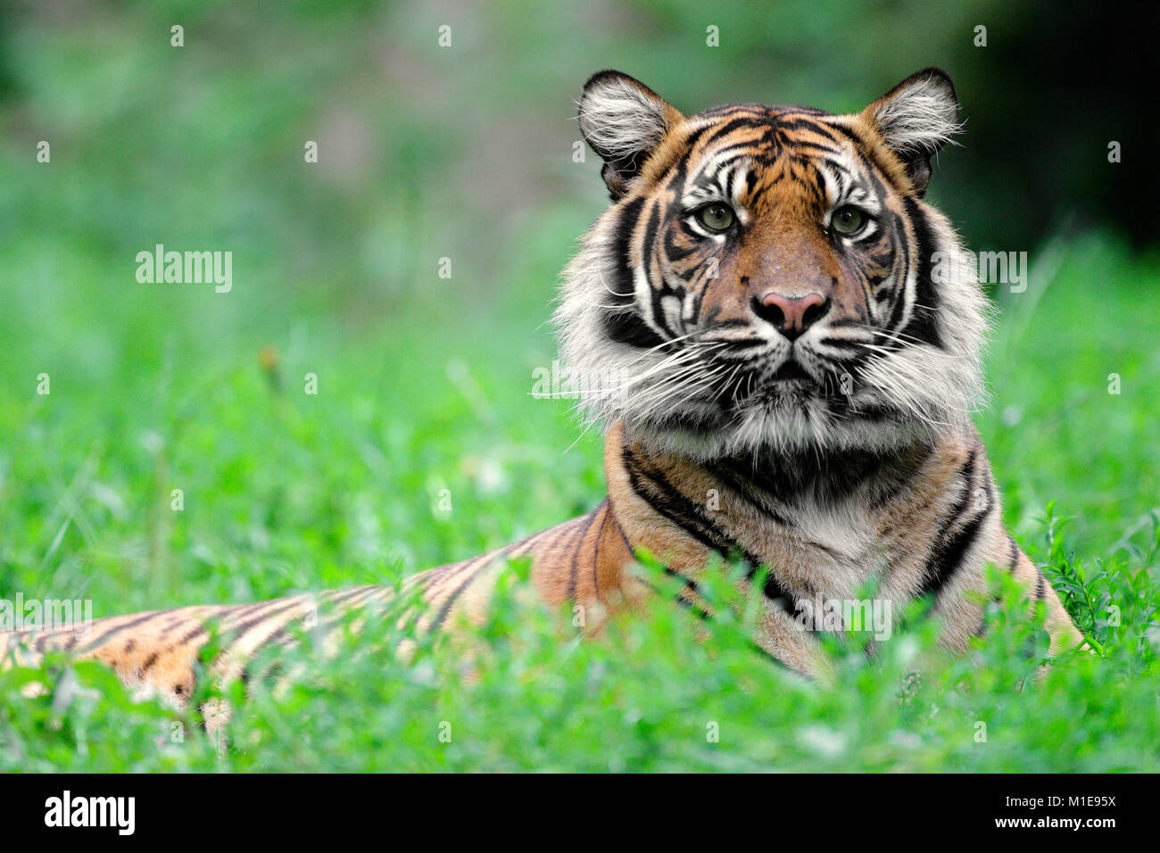 Single Sumatra Tiger in zoologischen Garten Stockfoto