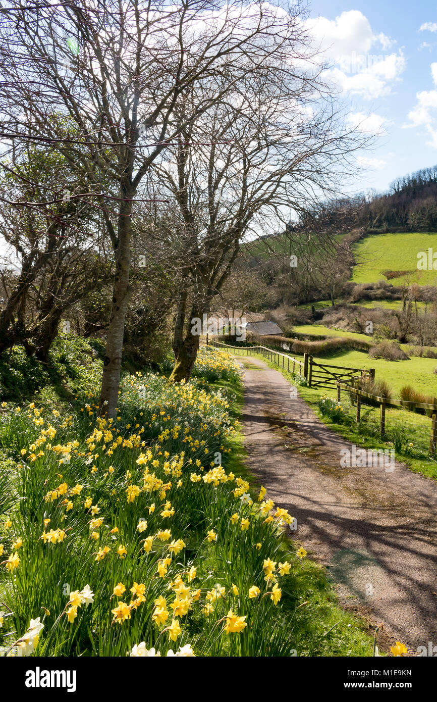 England Devon Branscombe, 31. März 2016 schöner Frühling Szene der Narzissen im malerischen Dorf Branscombe Stockfoto