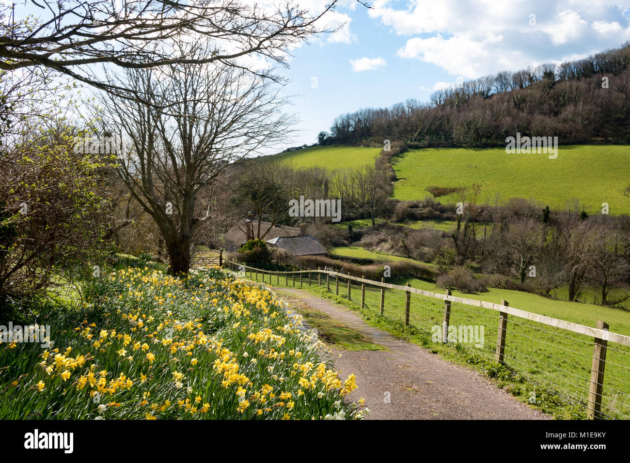 England Devon Branscombe, 31. März 2016 schöner Frühling Szene der Narzissen im malerischen Dorf Branscombe Stockfoto