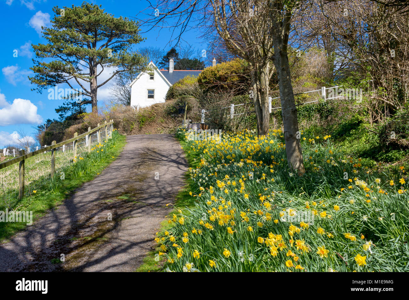 England Devon Branscombe, 31. März 2016 schöner Frühling Szene der Narzissen im malerischen Dorf Branscombe Stockfoto