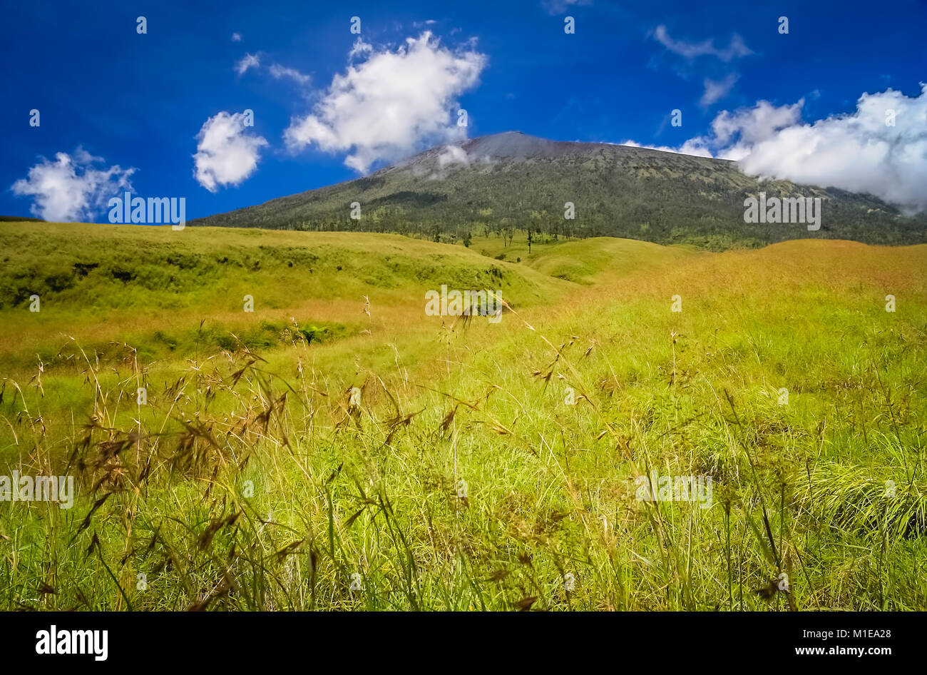 Grüne Landschaft an den Hängen des Gunung Rinjani Vulkan in Lombok ...