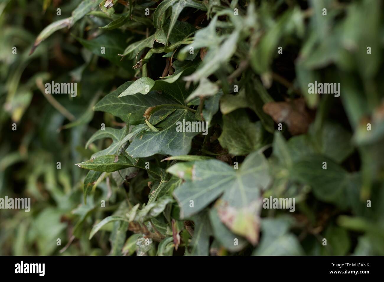 Grün Efeu, die auf eine Wand wächst. Stockfoto