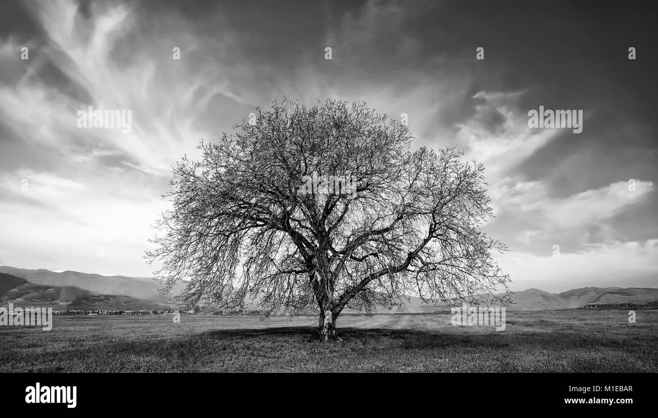 Zusammenfassung hohe contrastet Schwarze und Weiße Baum im Herbst Zeit Stockfoto